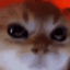 :angry_cat: