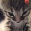 :angycat:
