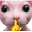 :bingus_shh: