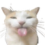 :blehh_cat:
