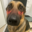 :blushingdogwhiningdogmemehmhmhmm: