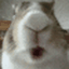 :bunny_chew: