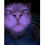 :cat_anim: