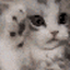 :cat_b: