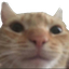 :cat_closeup_stare: