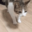 :cat_dead: