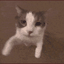 :cat_kiss: