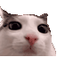 :cat_plink: