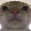 :cat_scammer: