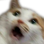 :cat_scared: