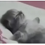 :cat_sleep: