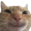 :cat_smile_wide: