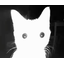 :cat_stare: