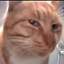 :cat_sus: