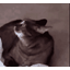 :catalert: