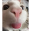 :catbleh: