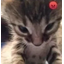 :catcatcat: