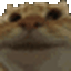 :catfunny: