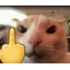 :catmiddlefinger: