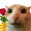 :catrose: