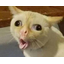 :catsneeze: