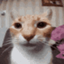 :catstare: