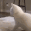 :catxss:
