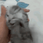 :crisiscat:
