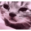:crycat: