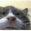 :cutecatstare: