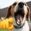 :dog_laughing_at_you: