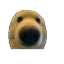 :dwag:
