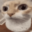 :huhcat_anim: