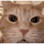 :laughing_cat: