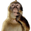 :monkey_think: