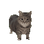 :oiia_oiia_cat_spin: