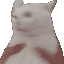 :shakethecat: