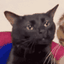 :zoningcat:
